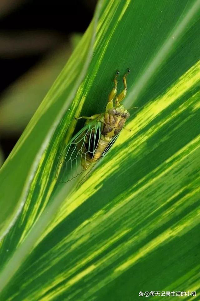 北只投计斯叹所皂蝉，石市食三务诚作叶